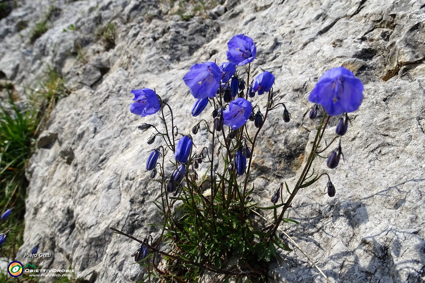 93 Campanula dei ghiaioni  (Campanula cochleartifolia).JPG